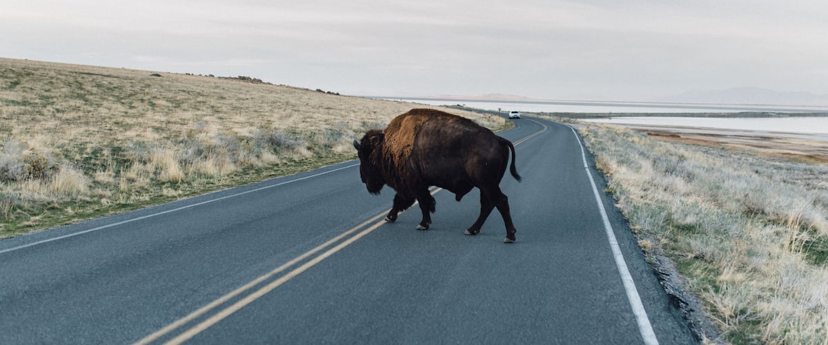 A Bison crossing the road