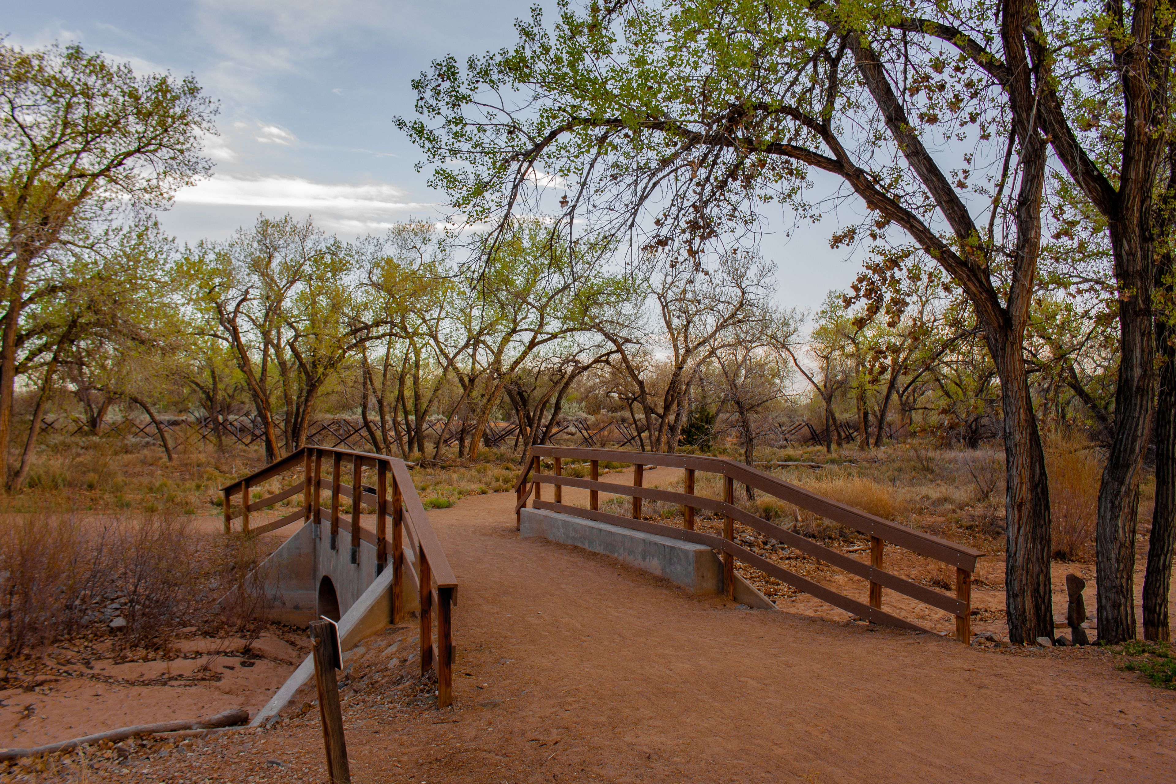 Bridge amid cottonwood trees in the Bosque along Rio Grande River in Albuquerque, New Mexico