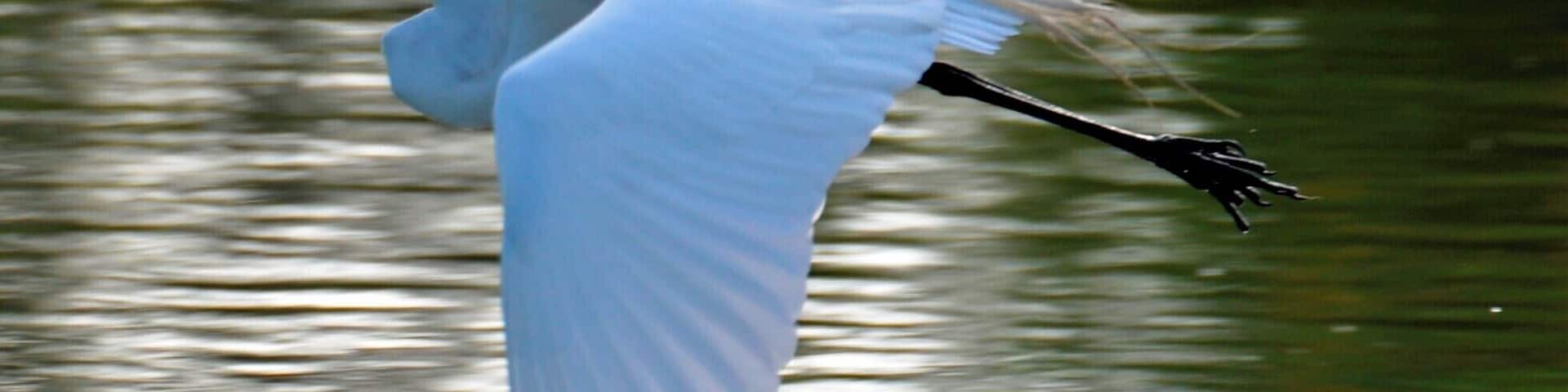 Great place for bird watching.