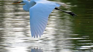 Great place for bird watching.