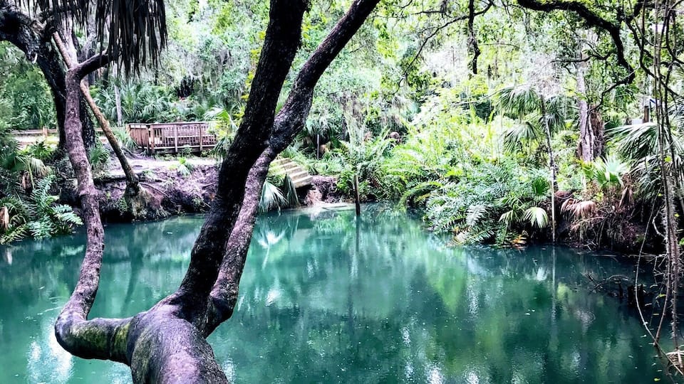 A tree trunk overhanging a clear green river surrounded by dense foliage.