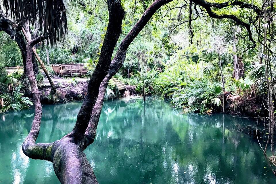 Un tronco de árbol se extiende sobre un río verde y transparente rodeado de follaje denso.
