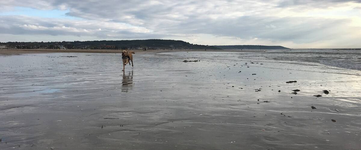 A dog on a wet beach with a cloudy sky.