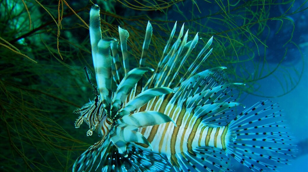 This elegant lionfish is one of the many residents of the Olympia Maru wreck in Coran bay. This bay is home to a lot of WWII wrecks and an excellent place to do some wreck diving.