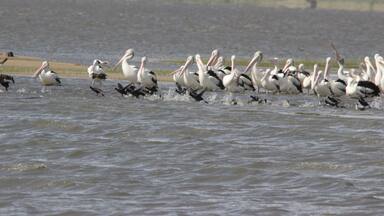A lovely place to bird in Colac is Lake Colac. It is opposite the Colac botanical gardens. I saw large numbers of pelicans and the occasional sandpiper/avocet. #localgem