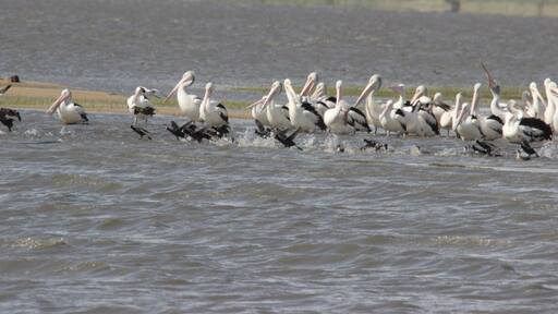 A lovely place to bird in Colac is Lake Colac. It is opposite the Colac botanical gardens. I saw large numbers of pelicans and the occasional sandpiper/avocet. #localgem