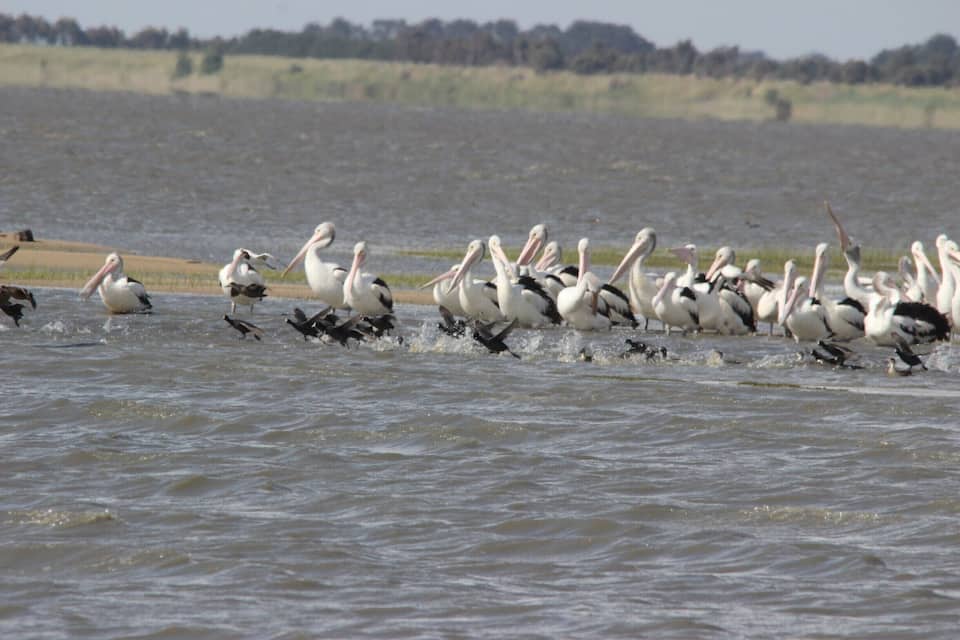 A group of pelicans wading in shallow water.