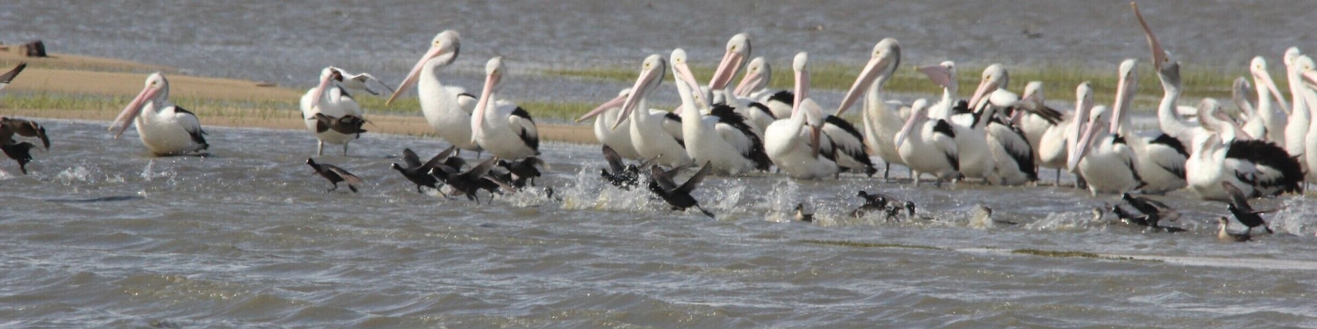 A lovely place to bird in Colac is Lake Colac. It is opposite the Colac botanical gardens. I saw large numbers of pelicans and the occasional sandpiper/avocet. #localgem