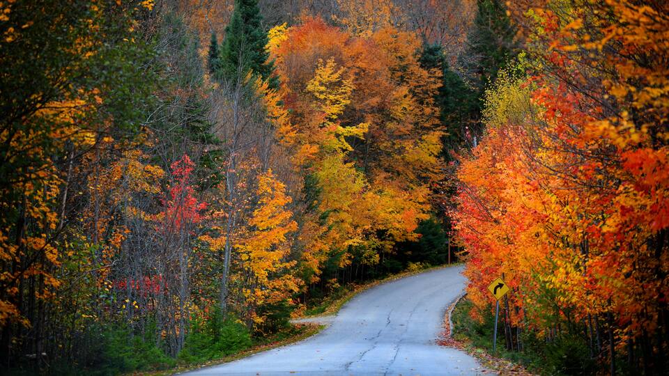 A winding road through a forest with autumn foliage.