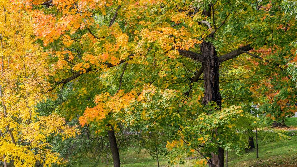 colorful foliage in autumn at a park with an inviting bench