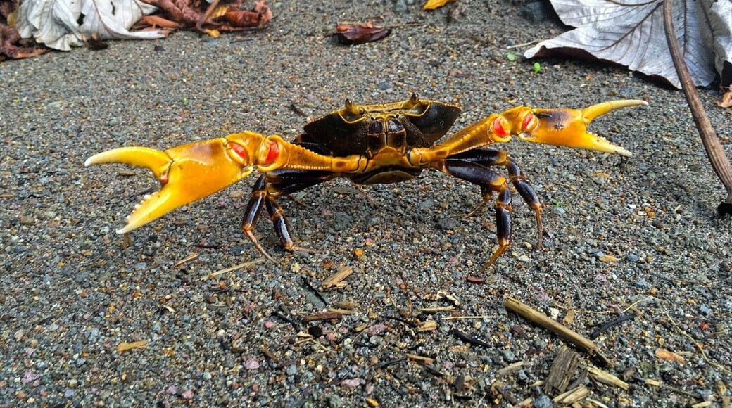 A fierce freshwater cyrique crab in the jungle of Dominica.