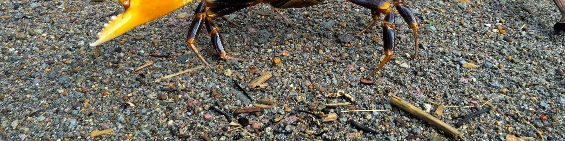 A fierce freshwater cyrique crab in the jungle of Dominica.