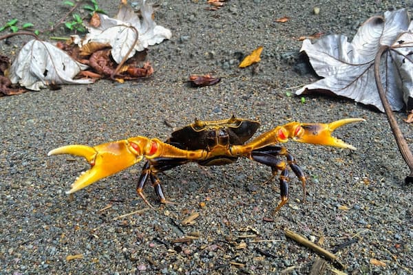A fierce freshwater cyrique crab in the jungle of Dominica.