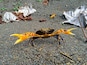 A fierce freshwater cyrique crab in the jungle of Dominica.