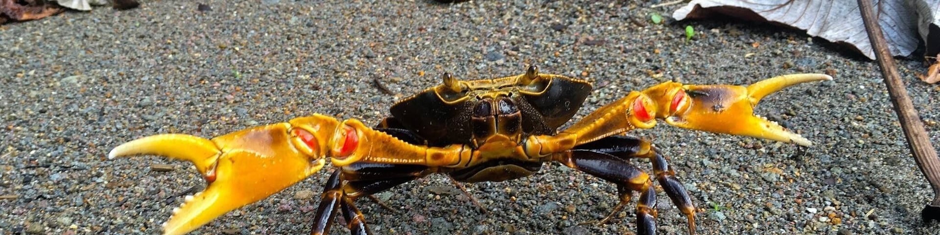 A fierce freshwater cyrique crab in the jungle of Dominica.