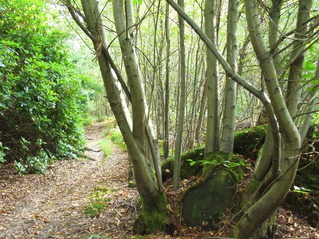 Mountain Wood The bridleway here is flanked by rhododendrons on the left and birches on the right. The path is already beginning to be carpeted with autumn leaves.