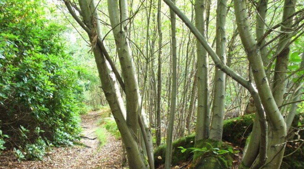 Mountain Wood The bridleway here is flanked by rhododendrons on the left and birches on the right. The path is already beginning to be carpeted with autumn leaves.