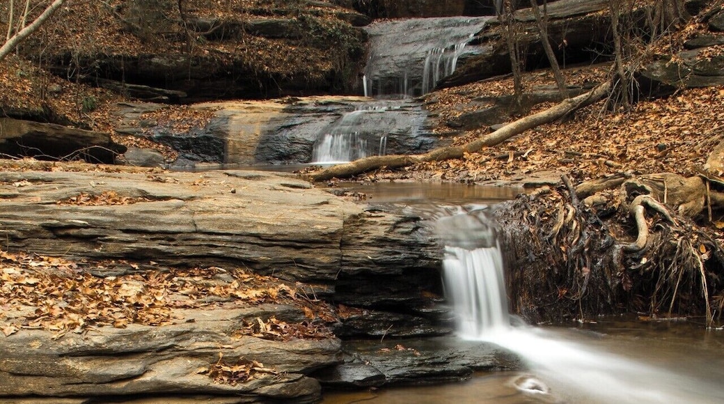 An easy spot to reach inside the Clemson Experimental Forest of South Carolina. A great kid friendly destination. For a video guide of this spot please visit: https://www.hdcarolina.com/episode/meadow-falls