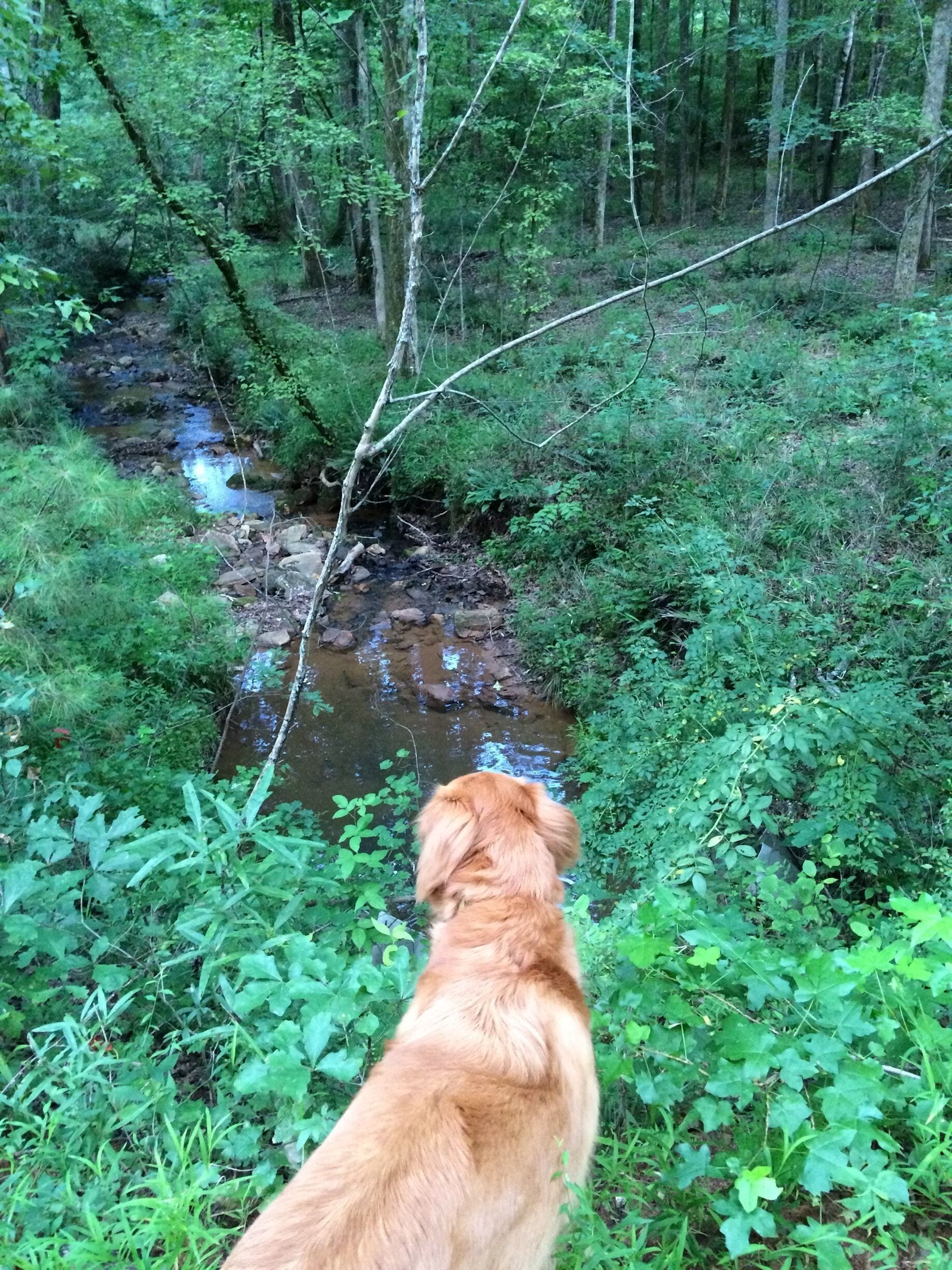 There are numerous multi-purpose trails throughout the forest-bike, walker, and horse friendly!