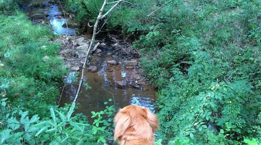 There are numerous multi-purpose trails throughout the forest-bike, walker, and horse friendly!
