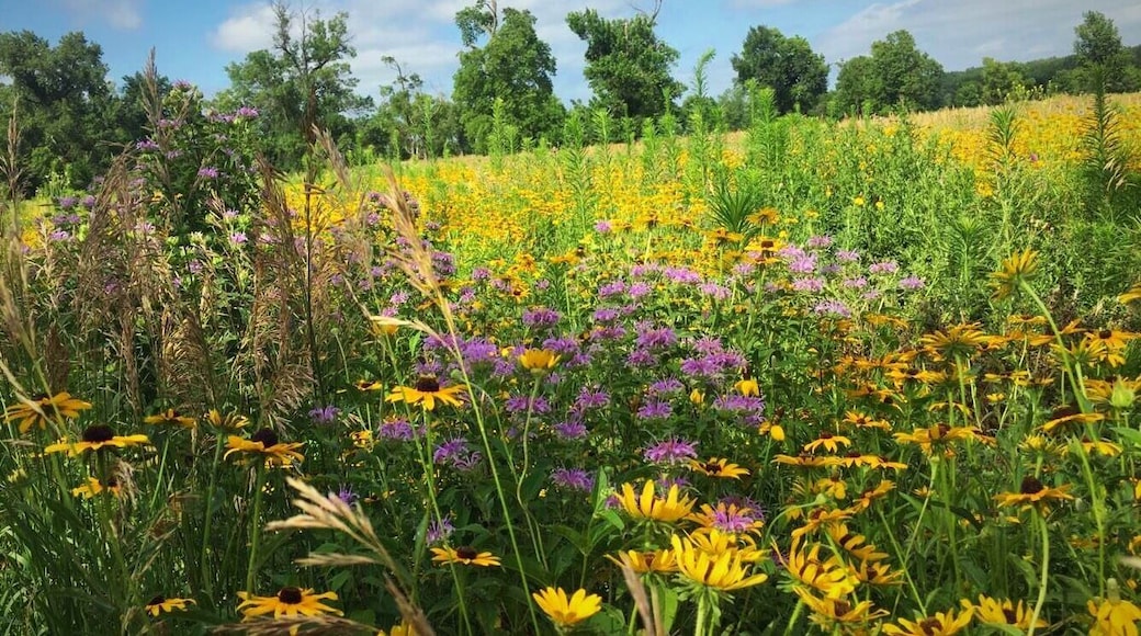 South Dakota wildflowers