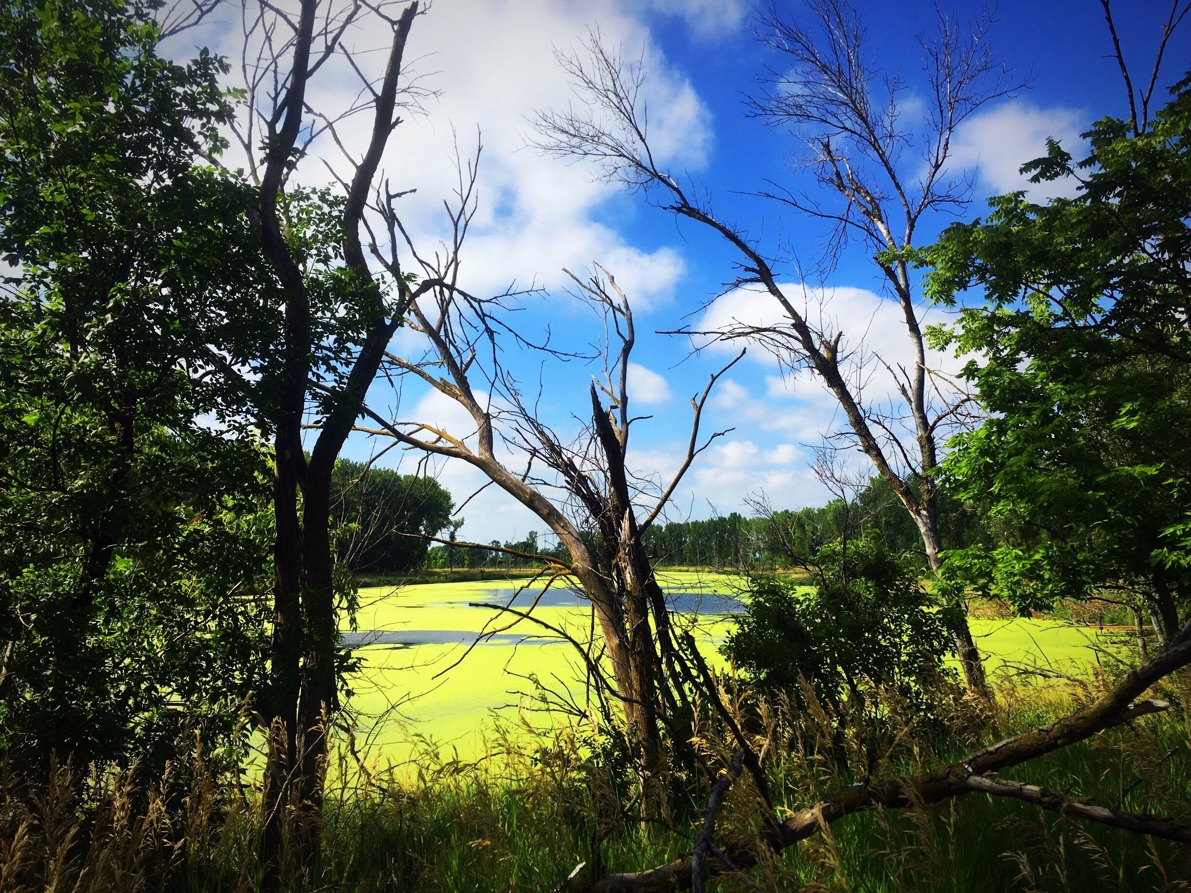 Mud lake at Adams Nature Area