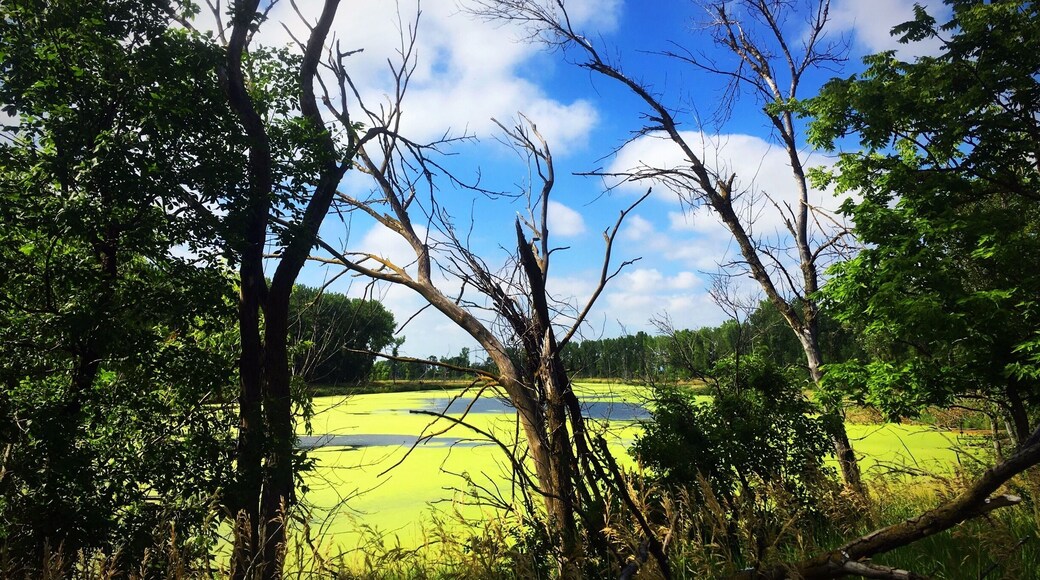 Mud lake at Adams Nature Area