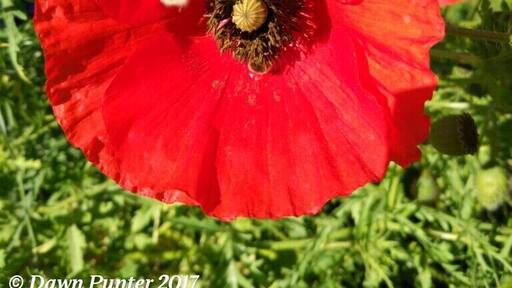 Bees at work #summertime #England