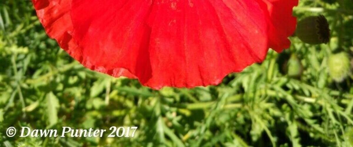 A red poppy flower with a bee on it.