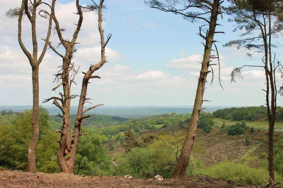 A landscape with tall, leafless trees and a view of a green valley.