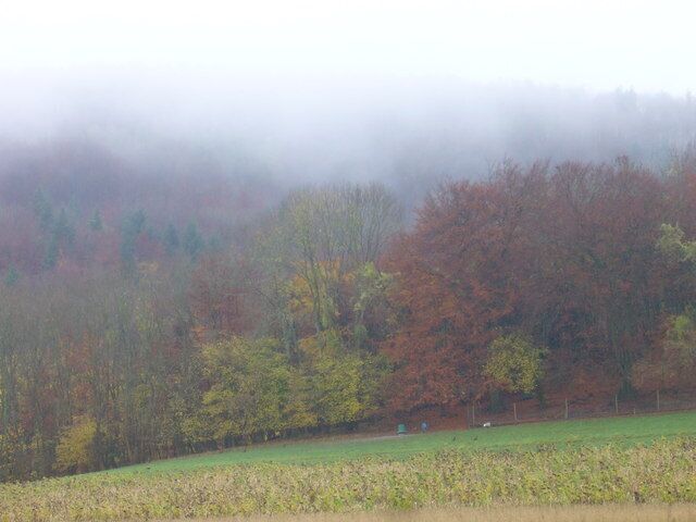 Trees and mist on the slope of Mount Sinai