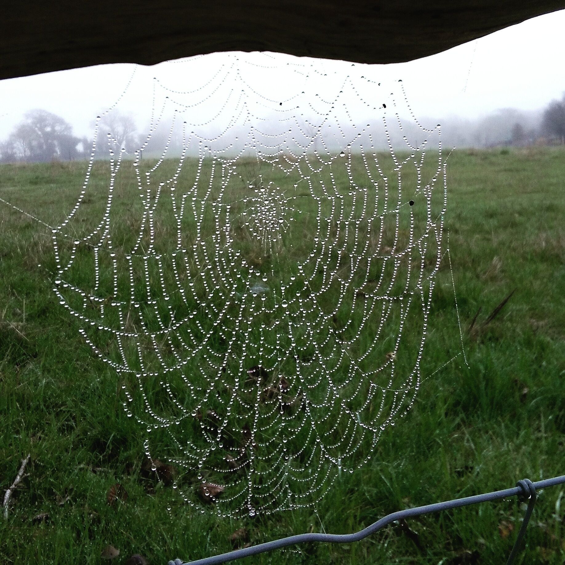 Misty Spring morning in March 
#green 