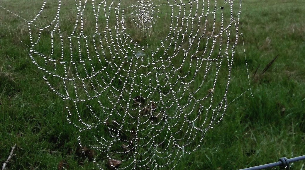 Misty Spring morning in March
#green