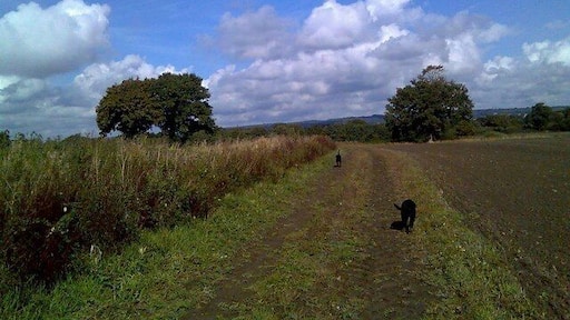Fields below Elsted This shows the fields on the weald side of Elsted, looking west.