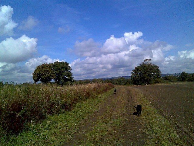 A rural landscape with a dirt path, two trees, and a field.