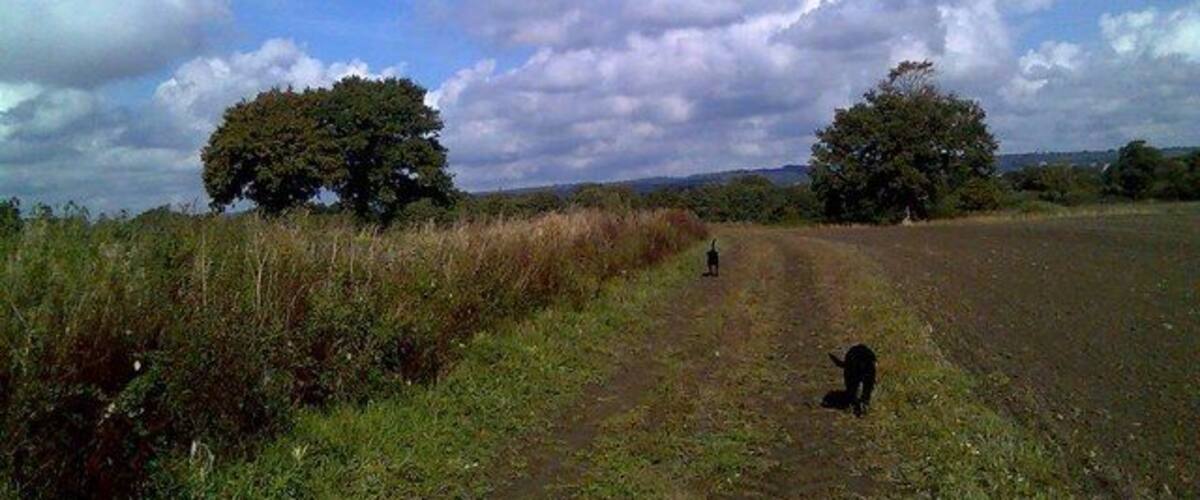 A rural landscape with a dirt path, two trees, and a field.