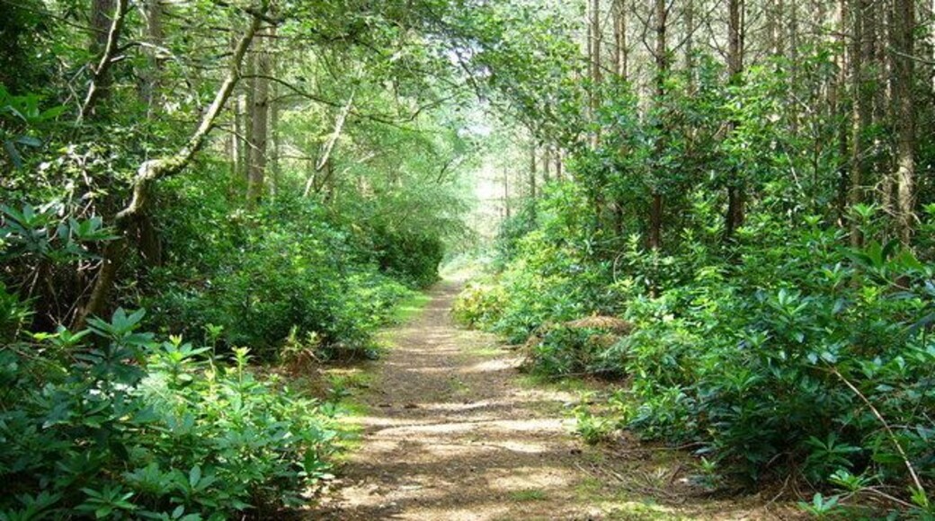 Fairytale walk through the woods This is on the land known as Severals, on the Serpent Trail near Midhurst.