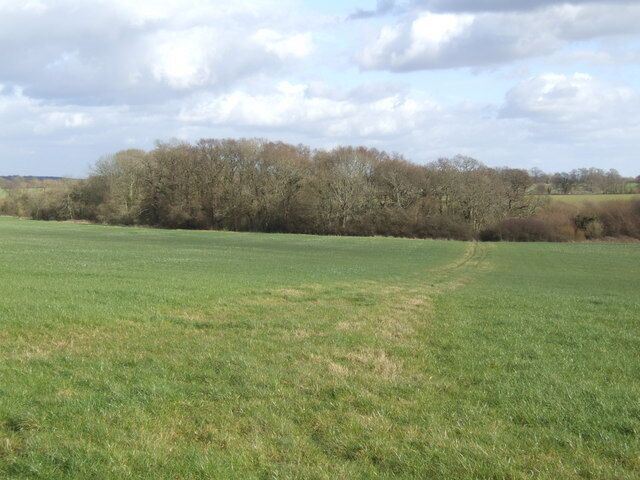 Bridleway across the field Beyond these woods the path becomes Minching Lane on its way east to Midhurst.