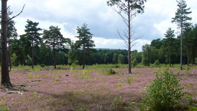 Heather on Stedham Common Seen on the Serpent Trail and in the distance above the trees a glimpse of the South Downs.