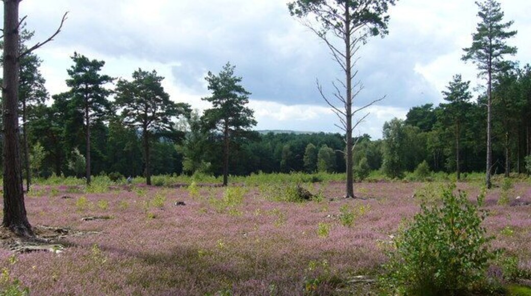 Heather on Stedham Common Seen on the Serpent Trail and in the distance above the trees a glimpse of the South Downs.