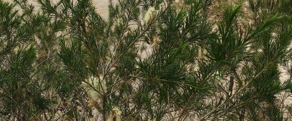 "Sandy Point" 
Beautiful spot in this #NationalPark in far eastern Victoria, Australia.
#Holidays
#Roadtrip
#Hiking
Alas really crap internet around here, so remote, and look forward to sharing on #Trover when back in Glen Waverley.