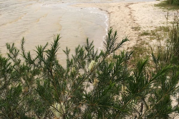 "Sandy Point"
Beautiful spot in this #NationalPark in far eastern Victoria, Australia.
#Holidays
#Roadtrip
#Hiking
Alas really crap internet around here, so remote, and look forward to sharing on #Trover when back in Glen Waverley.