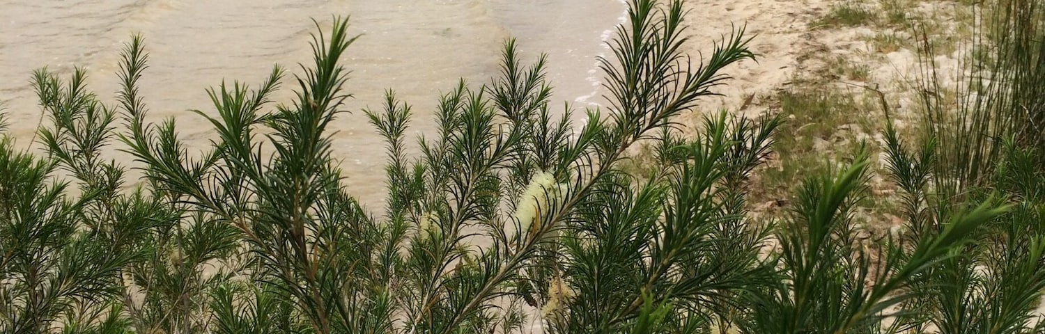 "Sandy Point"
Beautiful spot in this #NationalPark in far eastern Victoria, Australia.
#Holidays
#Roadtrip
#Hiking
Alas really crap internet around here, so remote, and look forward to sharing on #Trover when back in Glen Waverley.