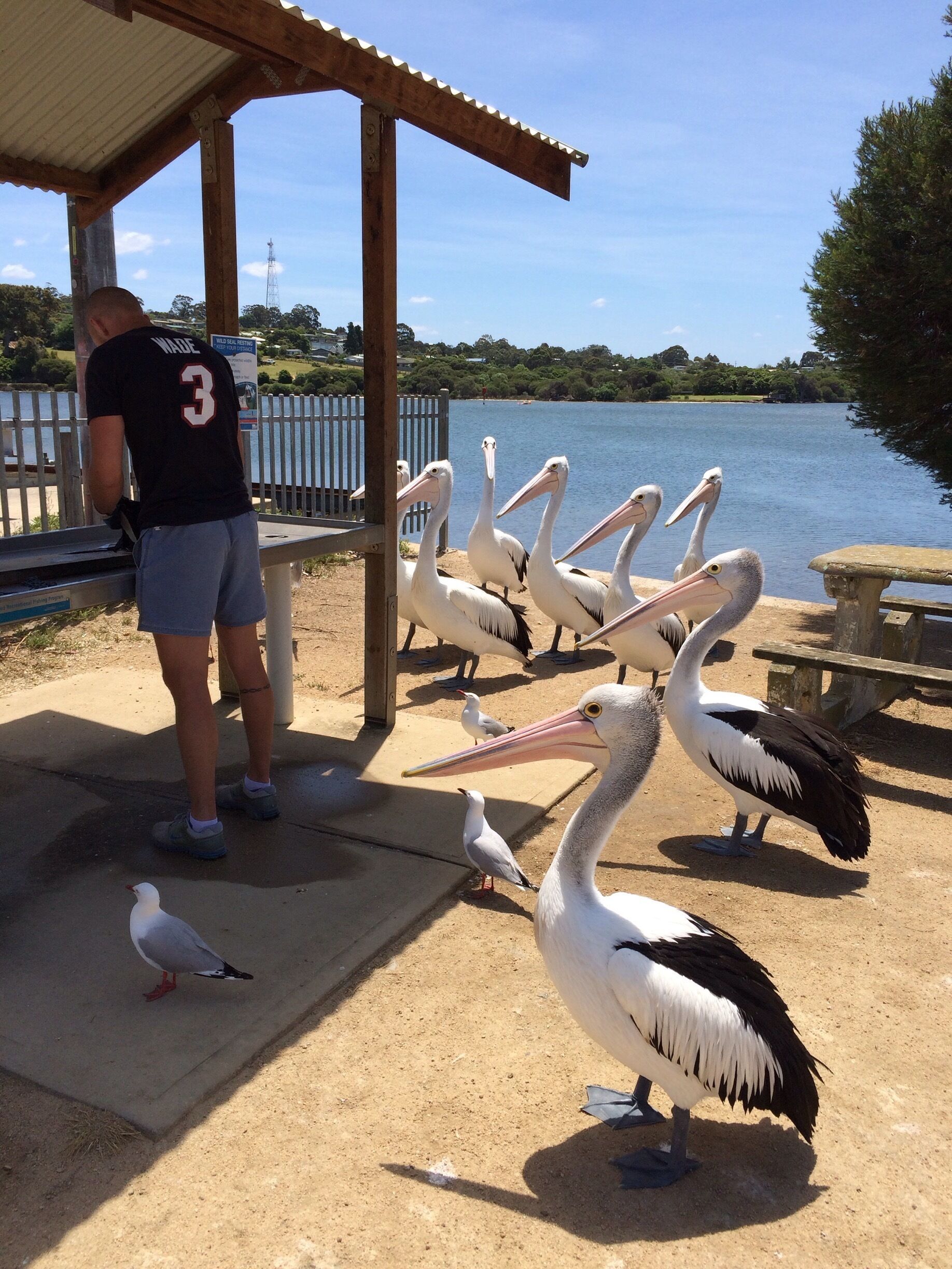 "Just Waiting"
The Pelicans provided endless entertainment on my holiday last Summer.
The inlet estuary at Mallacoota, in far eastern Victoria, is an extremely popular spot for fishing and boating.