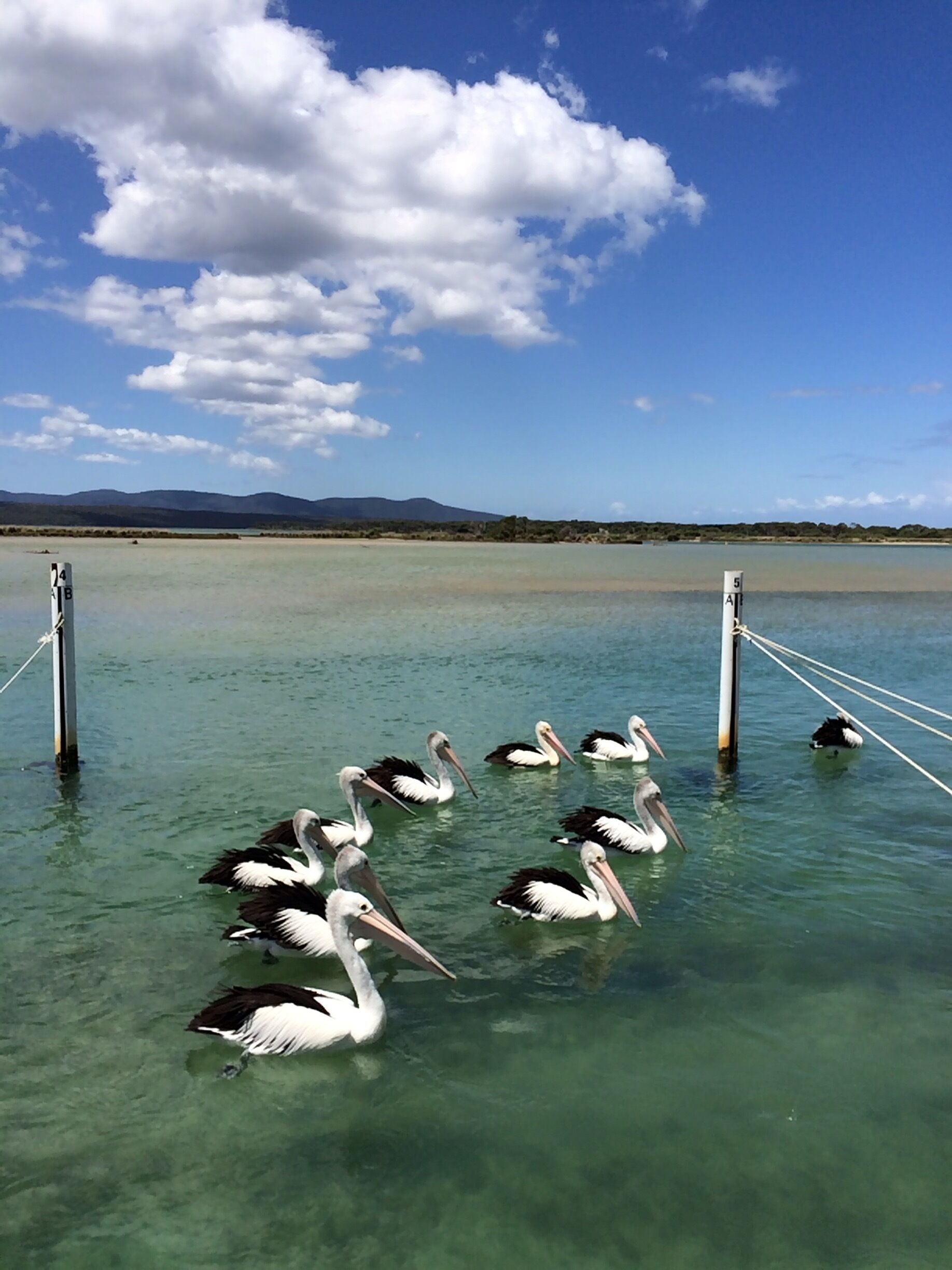 "Pelicans"
Patiently waiting pelicans in Bottom Lake!
Croajingolong #NationalPark in far eastern Victoria is a popular coastal national park.
#Green