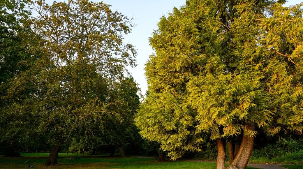 The Knoll, a small park in Hayes, Kent, UK. Trees in The Knoll park illuminated by the late afternoon sun. Hayes is in the Borough of Bromley in Greater London.