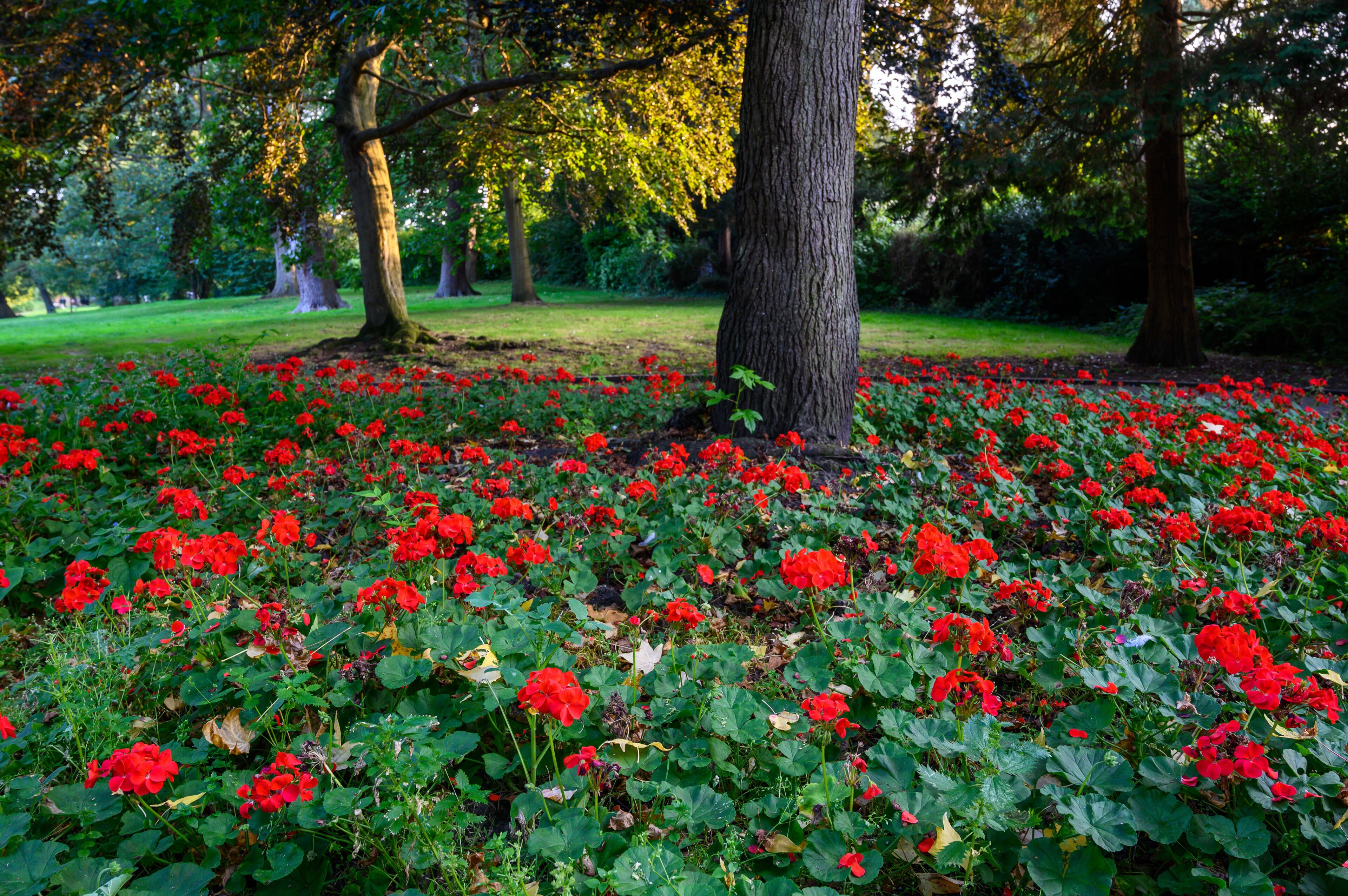 The Knoll, a small park in Hayes, Kent, UK. Bright red flowers and trees in the Knoll park. Focus on foreground flowers. Hayes is in the Borough of Bromley in Greater London.