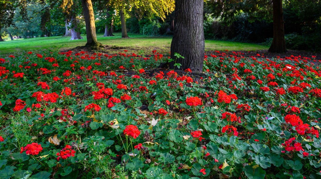 The Knoll, a small park in Hayes, Kent, UK. Bright red flowers and trees in the Knoll park. Focus on foreground flowers. Hayes is in the Borough of Bromley in Greater London.