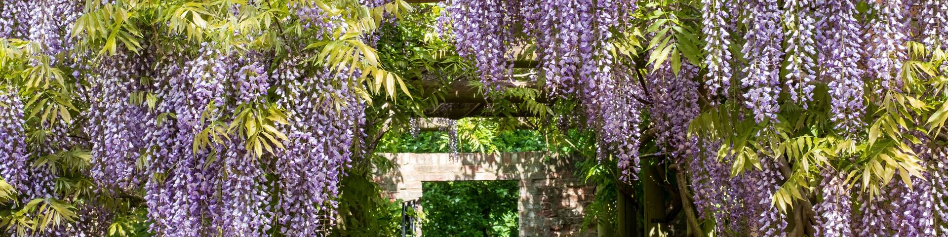Wisteria tunnel at Eastcote House Gardens, London Borough of Hillingdon. Photographed on a sunny day in mid May when the purple flowers are in full bloom.