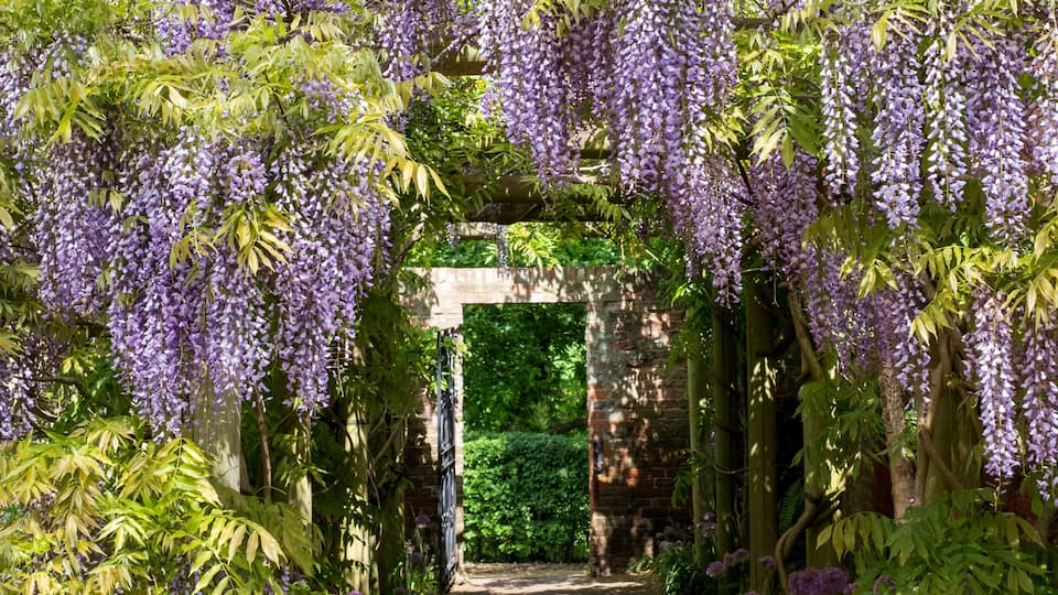 A garden with purple wisteria vines hanging over a brick archway.